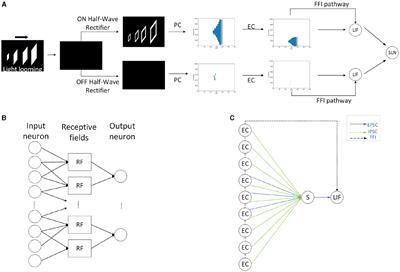 SLoN: a spiking looming perception network exploiting neural encoding and processing in ON/OFF channels